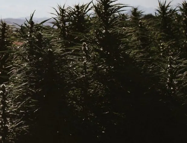 Organic hemp growing against the Colorado foothills
