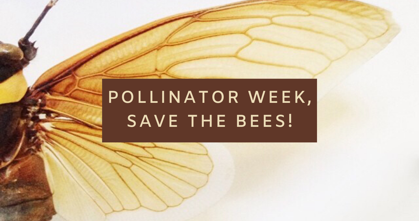 Protect Pollinators! Celebrating Pollinator Week 2020