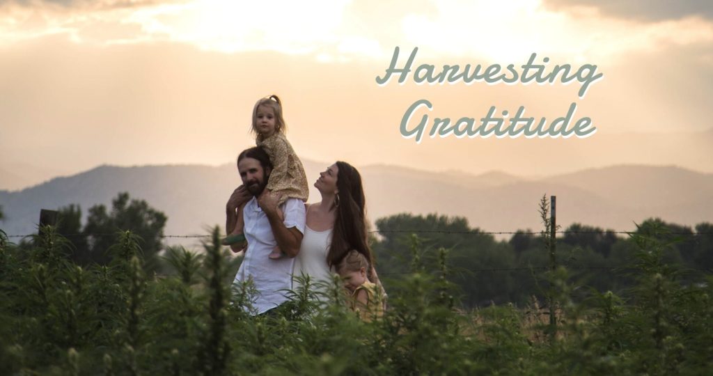 A family walking through a hemp field at sunset, with the words Harvesting Gratitude