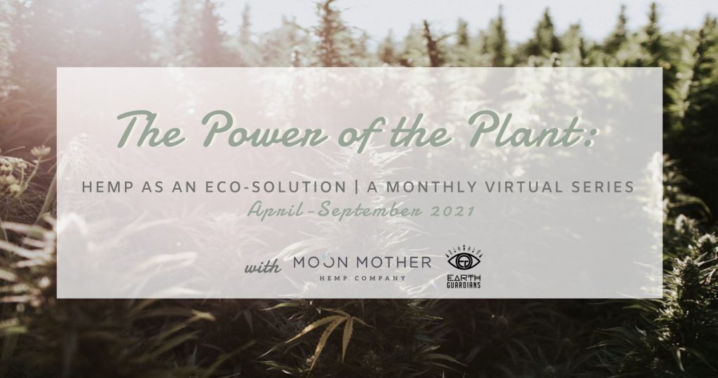 A hemp field in soft light, with the words The Power of the Plant: Hemp as an Eco-Solution