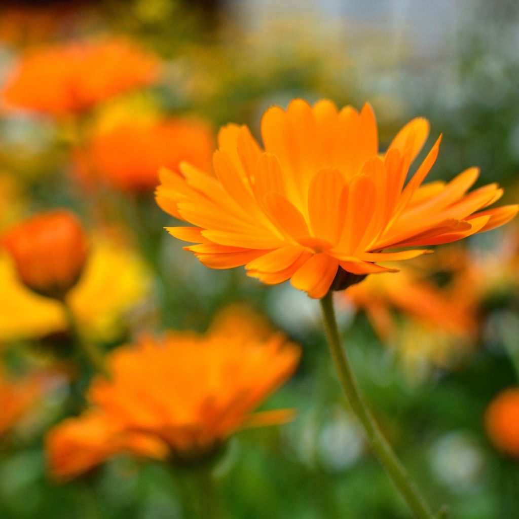 Bright orange calendula flowers in bloom