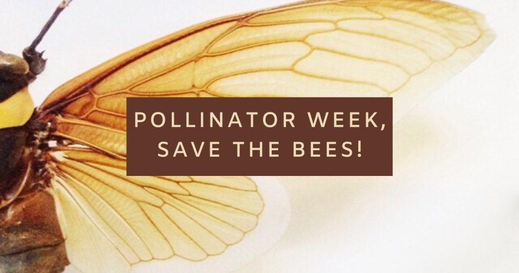 A close-up of a bee wing with the words Pollinator Week, Save the Bees!